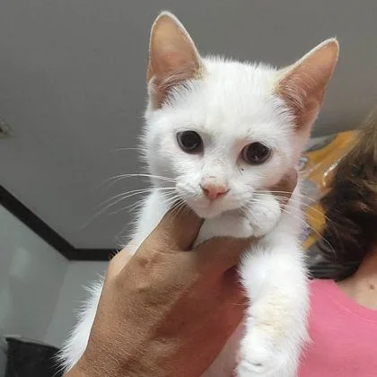 A baby small-sized female Domestic Short Hair cat named Cool Whip for adoption in Westland, MI