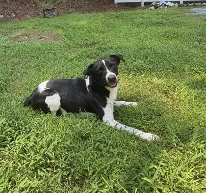 An adult medium-sized male Mountain Cur dog named Goose for adoption in Dahlonega, GA