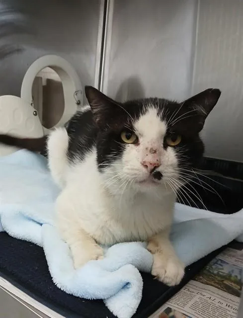 An adult large-sized male Domestic Short Hair cat named Bonkers for adoption in Corpus Christi, TX