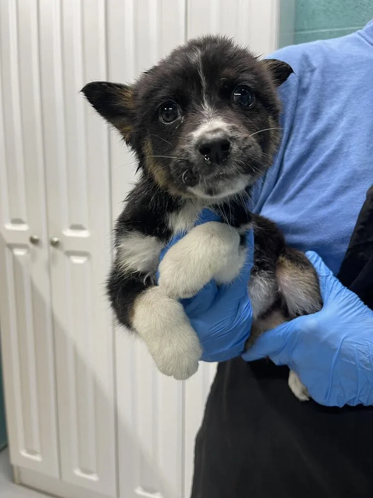 A baby small-sized female Tricolor (Brown, Black, & White) Mixed Breed dog named Winona for adoption in Chattanooga, TN