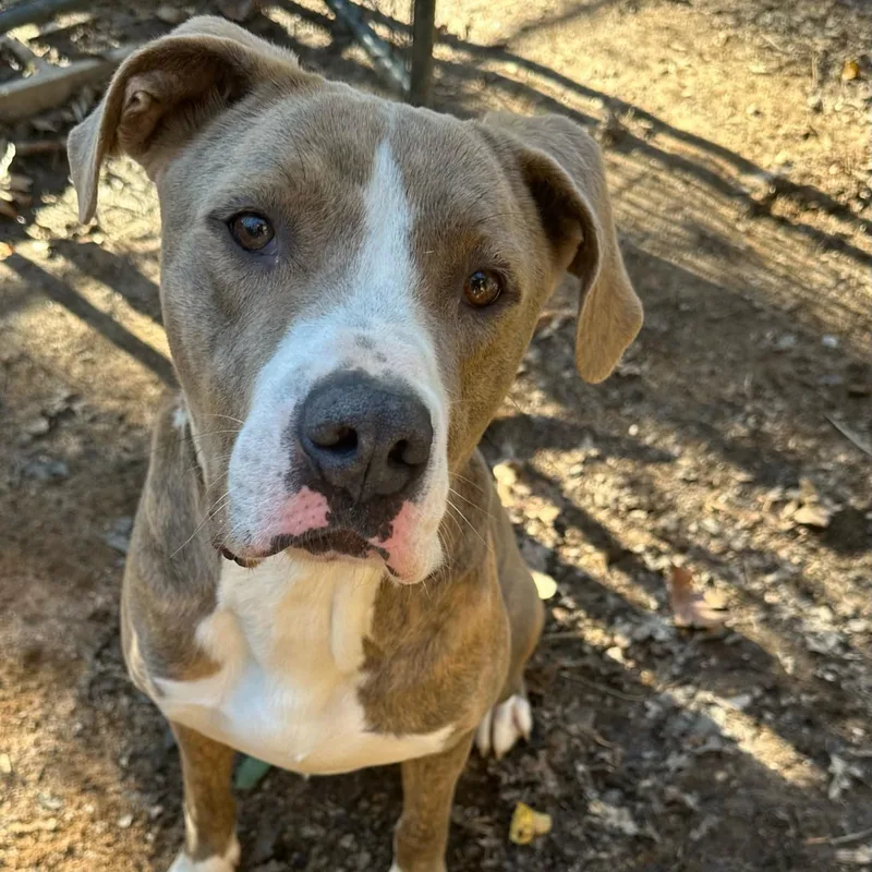 An adult large-sized male Pit Bull Terrier dog named Ice for adoption in Roswell, GA