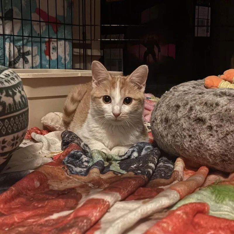 Gingersnap! thumbnail 2