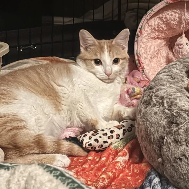 Gingersnap! thumbnail 3