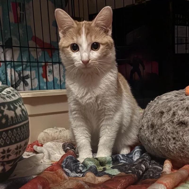 Gingersnap! thumbnail 4