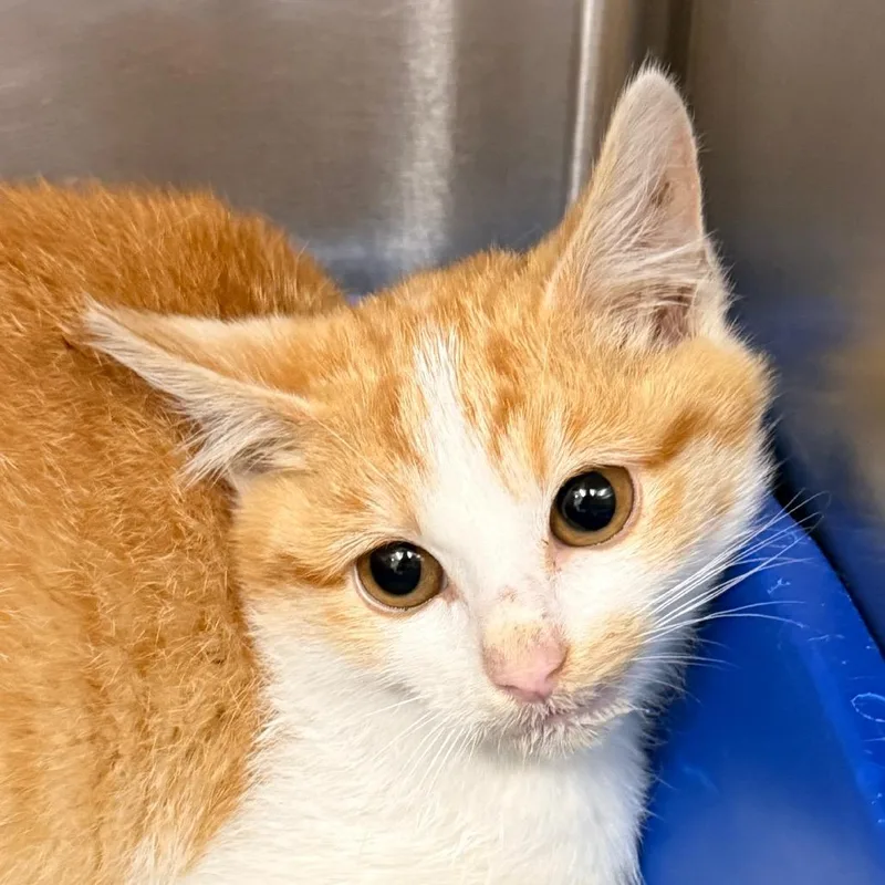 Gingersnap! thumbnail 5