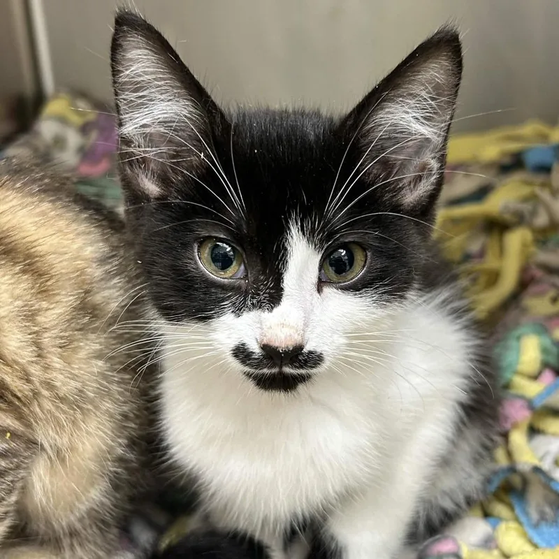 A baby small-sized male Black Domestic Short Hair cat named Modest Mouse for adoption in Gloucester, VA