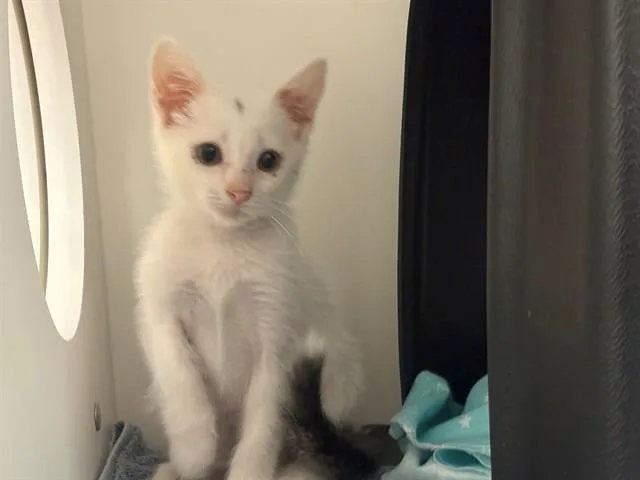 A baby small-sized male Domestic Short Hair cat named Sam for adoption in Ontario, CA