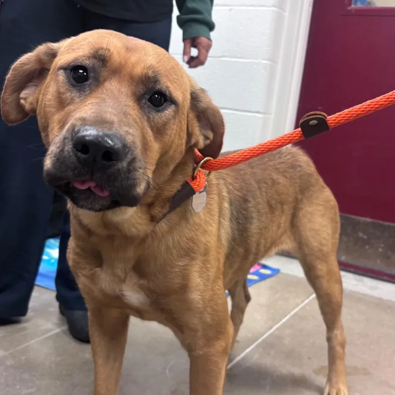 An adult small-sized female Red / Chestnut / Orange Mixed Breed dog named YORKStray for adoption in York, PA