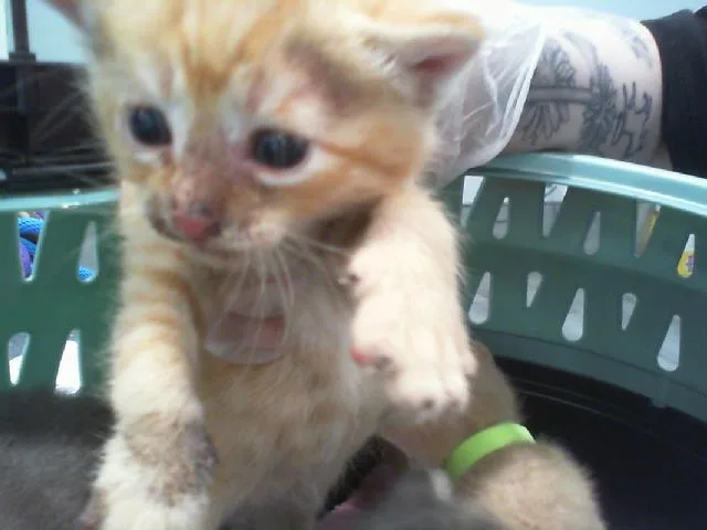 A baby small-sized male Domestic Medium Hair cat named A for adoption in Charlotte, NC