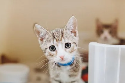 A young small-sized male Domestic Short Hair cat named A Aegonpetsmart North Charleston for adoption in North Charleston, SC