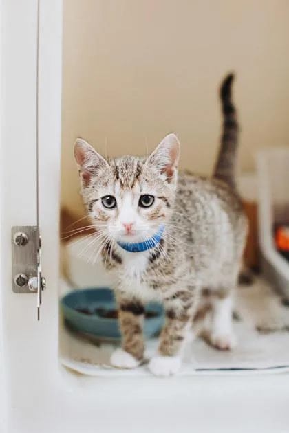 A Aegonpetsmart North Charleston thumbnail 2