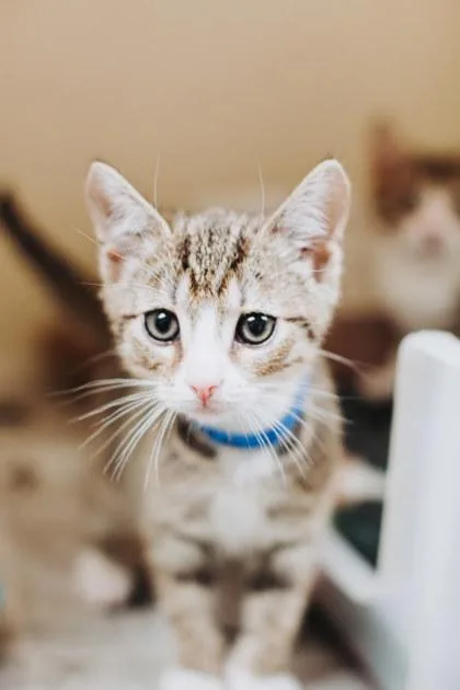 A Aegonpetsmart North Charleston thumbnail 3