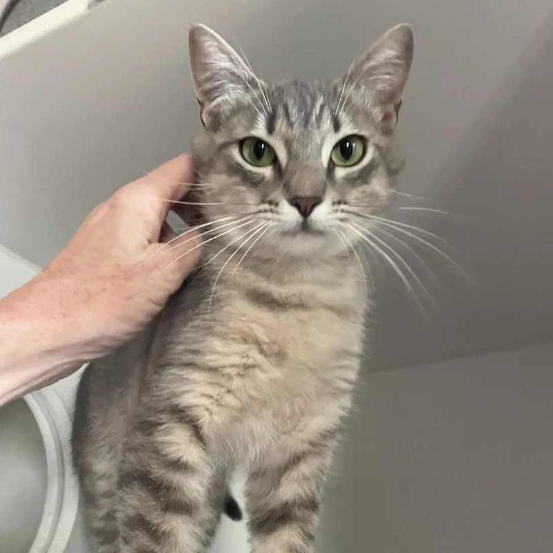 Pebbles thumbnail 3