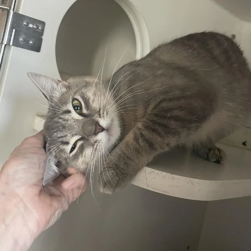 Pebbles thumbnail 4