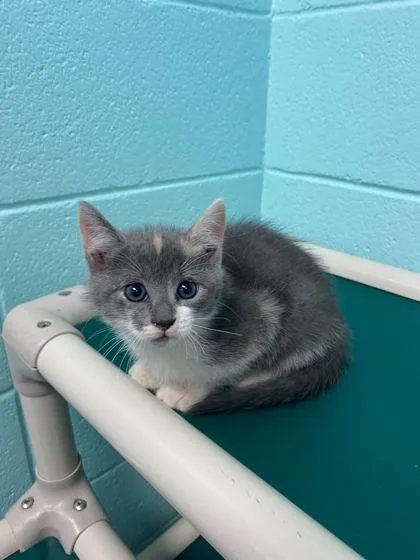 An adult small-sized female Domestic Short Hair cat named Nymphadora for adoption in Spruce Pine, NC