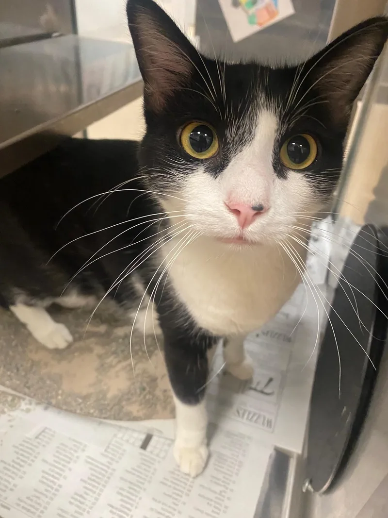 An adult medium-sized male Tuxedo cat named Hilbert A for adoption in Plano, TX