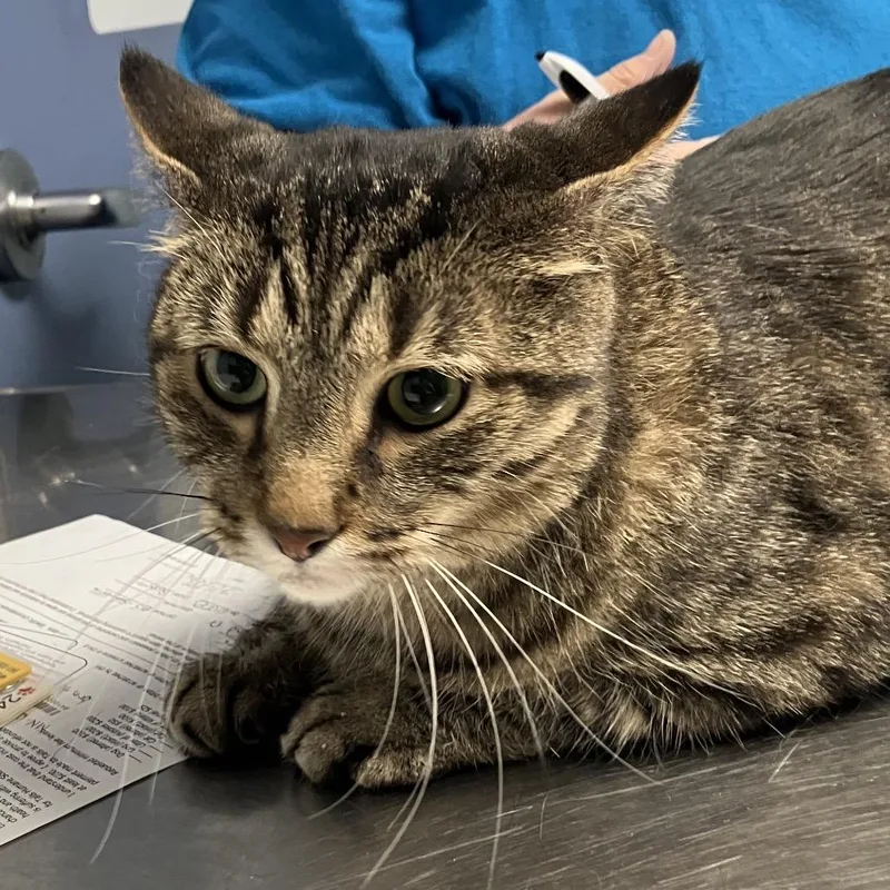 A senior extra large-sized male Brown / Chocolate Domestic Short Hair cat named Solo for adoption in DeKalb, IL