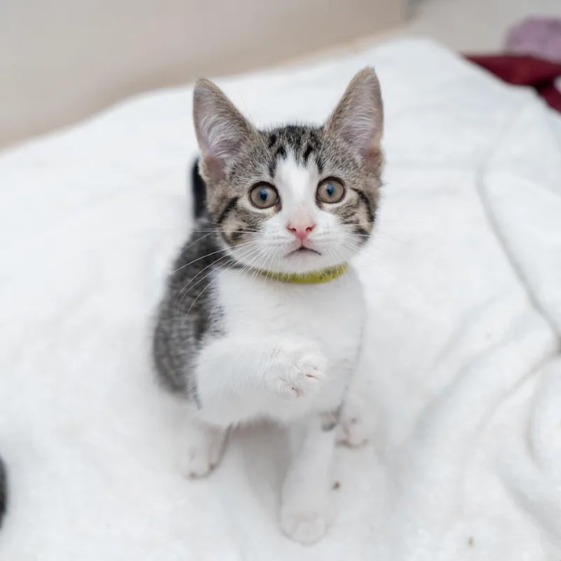 A baby small-sized male Brown / Chocolate Domestic Short Hair cat named Nolan for adoption in New York, NY