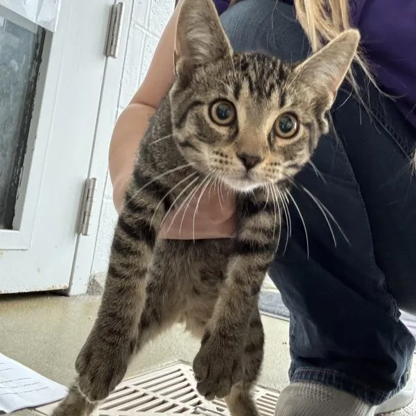 An adult medium-sized female Domestic Short Hair cat named Patty for adoption in Des Moines, IA