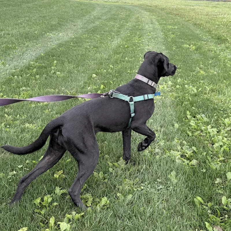 A young medium-sized female Black Labrador Retriever dog named Lucy Blue for adoption in East Brunswick, NJ