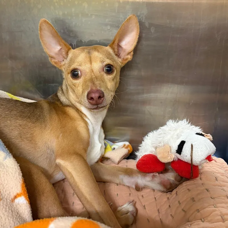 Jackie Legs thumbnail 2