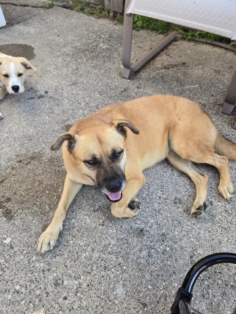 An adult medium-sized female Labrador Retriever dog named Alice for adoption in Plymouth, MI