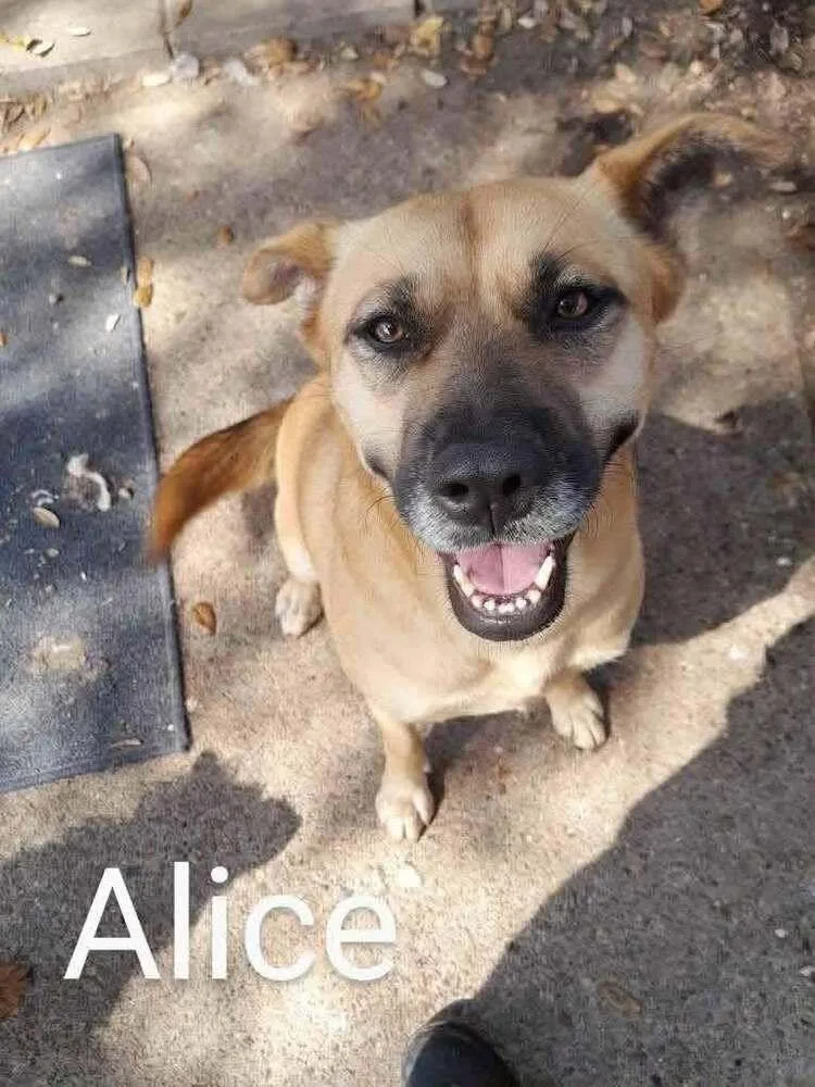Alice thumbnail 2