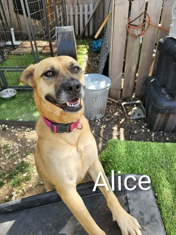 Alice thumbnail 3