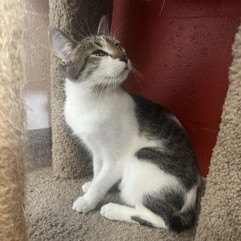 A young medium-sized male Domestic Short Hair cat named Lucas for adoption in Sarasota, FL
