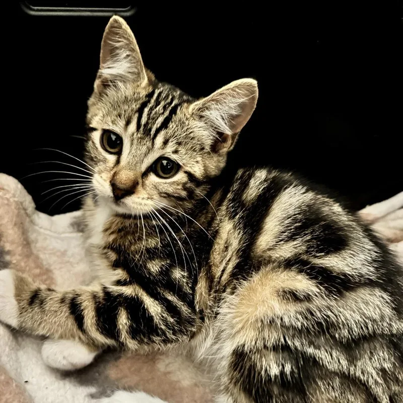 A baby small-sized female Brown / Chocolate Domestic Short Hair cat named Harper for adoption in Long Beach, CA
