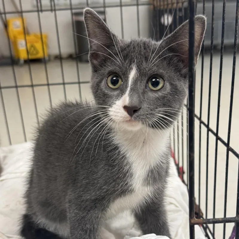 A baby small-sized male Gray / Blue / Silver Domestic Short Hair cat named Funnel Cakec for adoption in East Saint Louis, IL