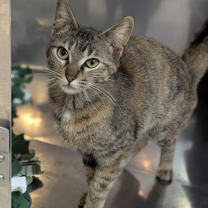 A young small-sized female Calico Domestic Short Hair cat named Fratelli for adoption in Fenton, MI