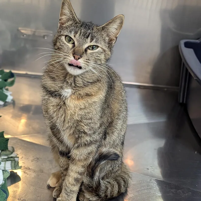 Fratelli thumbnail 2