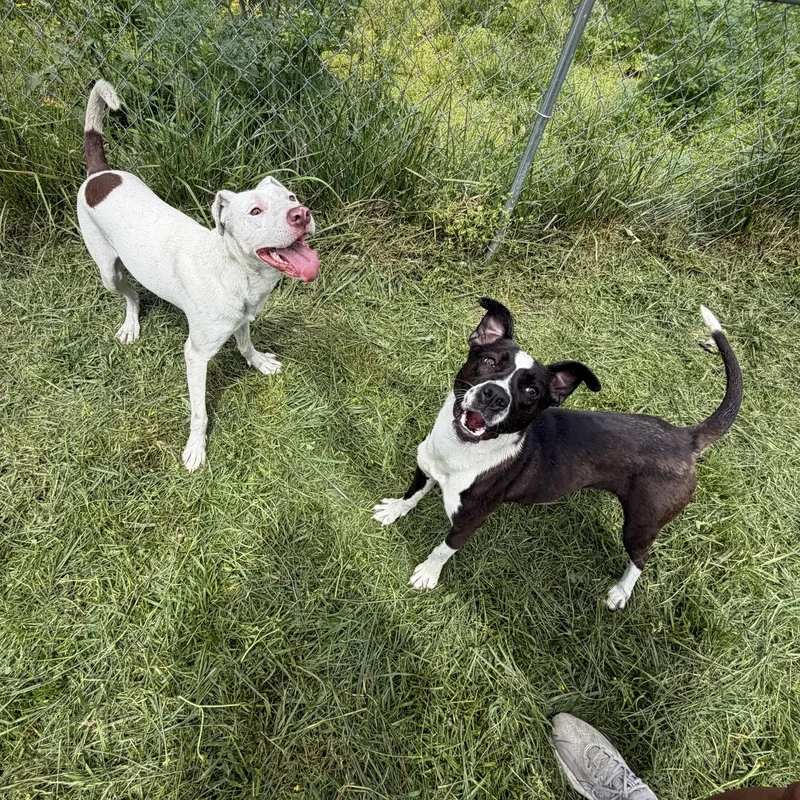 A young medium-sized male Pit Bull Terrier dog named Chomps for adoption in Hazard, KY
