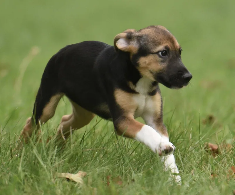 A baby medium-sized female Shepherd dog named Remi for adoption in Mechanicsburg, PA