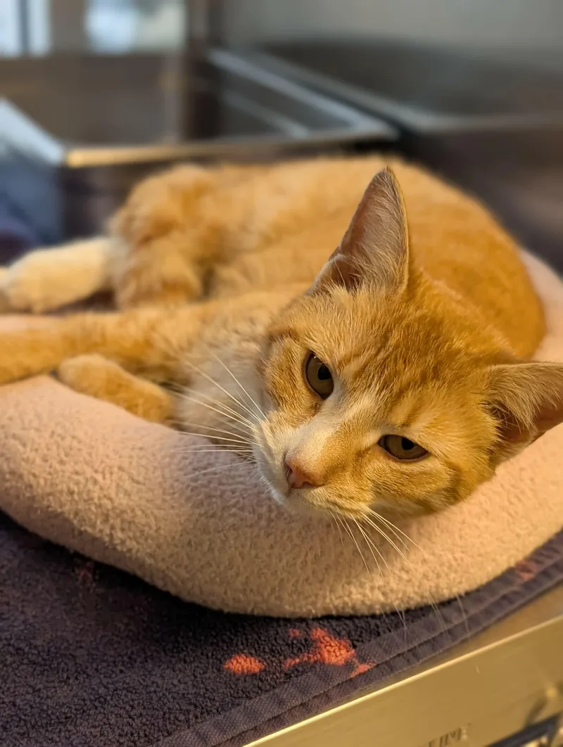 An adult medium-sized female Tabby (Orange / Red) Domestic Short Hair cat named Litten for adoption in Chambersburg, PA