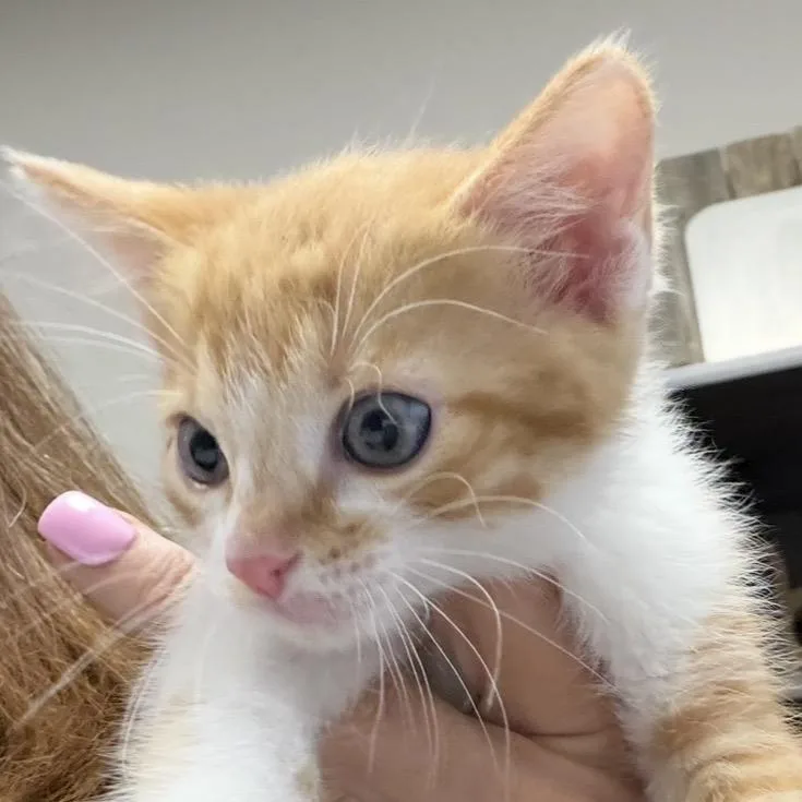 A baby small-sized male Orange / Red Domestic Short Hair cat named FWT Luigi for adoption in Midland, TX