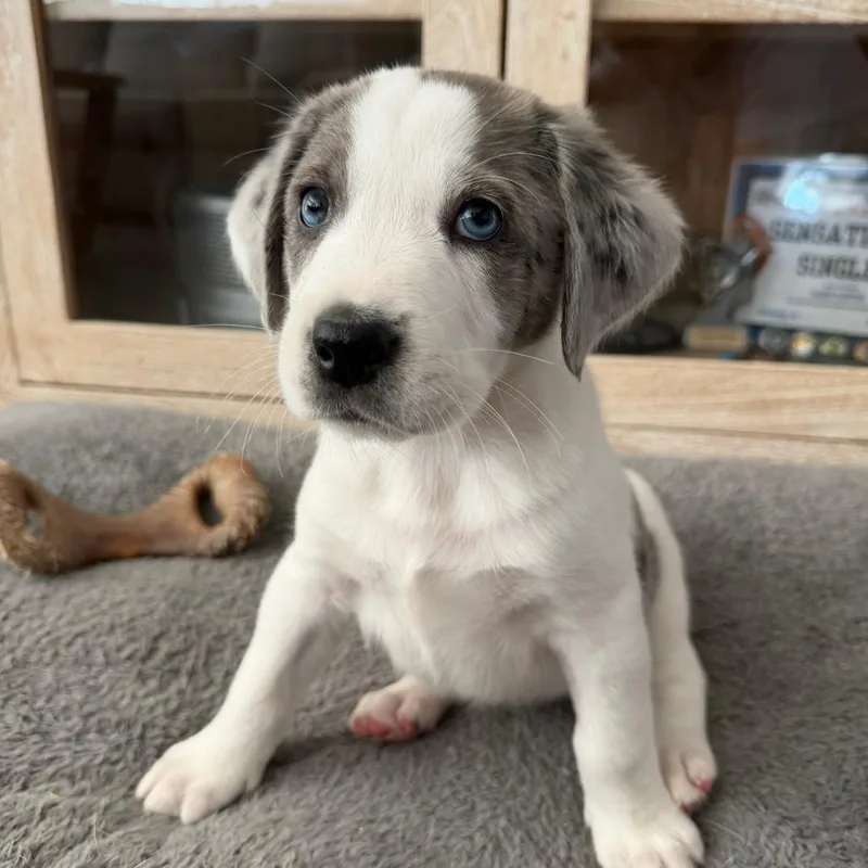 A baby small-sized male White / Cream Hound dog named Peter for adoption in Raleigh, NC