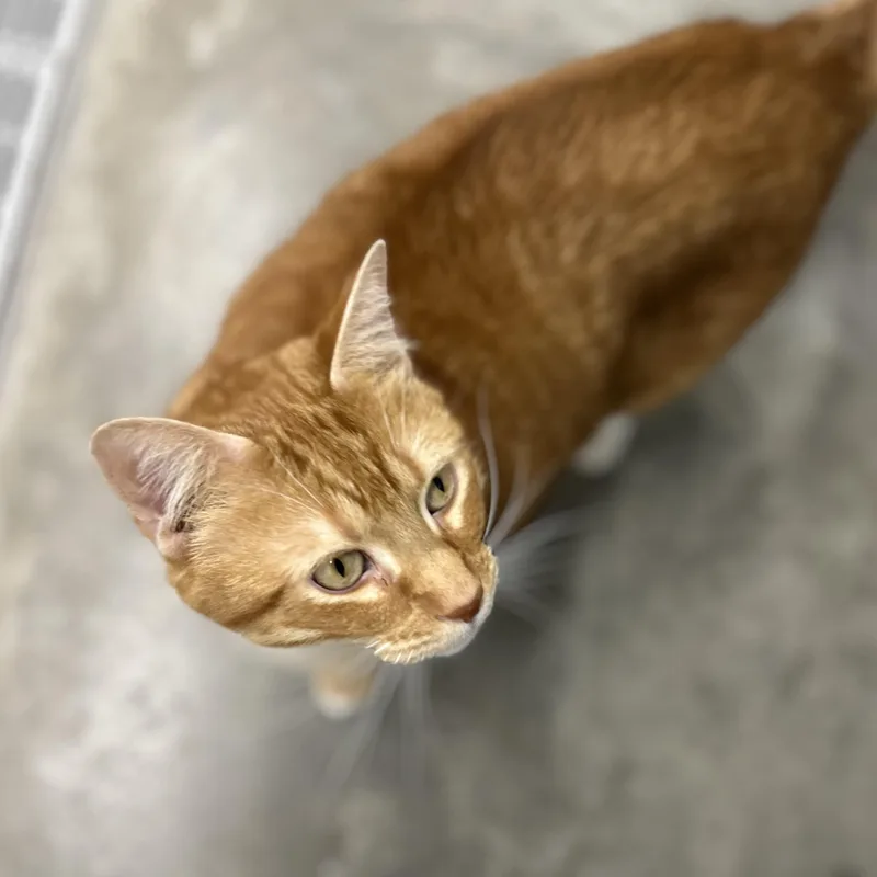 An adult extra large-sized male Tiger cat named Oden for adoption in Wakefield, RI