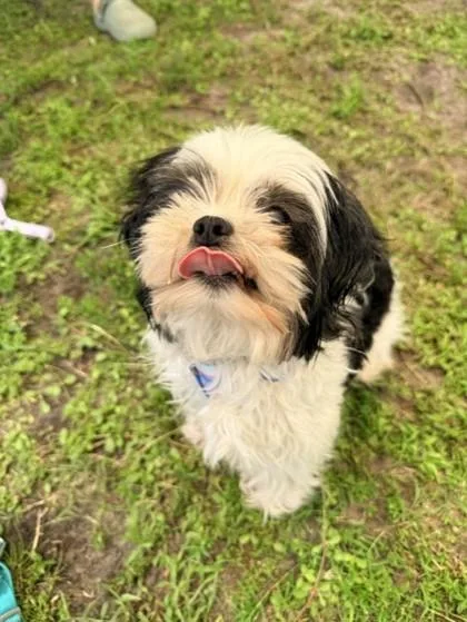 A young small-sized female Black Shih Tzu dog named Lola for adoption in Tifton, GA