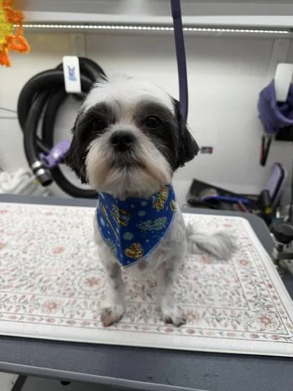 Lola thumbnail 2