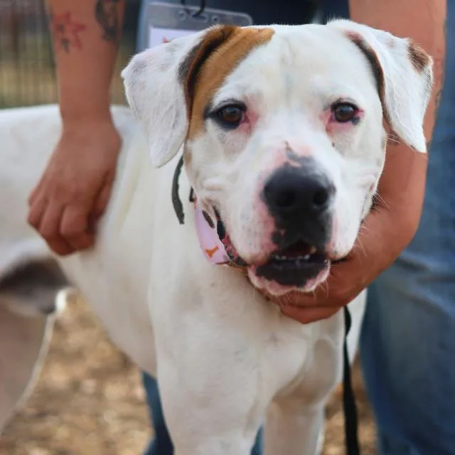A young medium-sized male Boxer dog named Nyle for adoption in San Antonio, TX