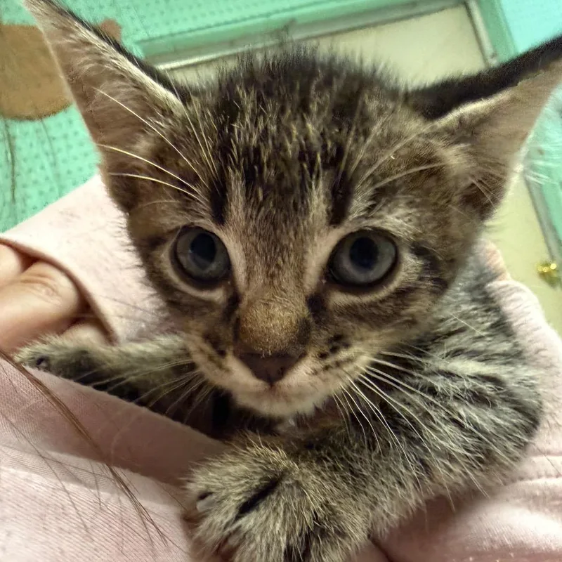 A baby small-sized male Gray / Blue / Silver Domestic Short Hair cat named Tikka for adoption in Hamilton, GA