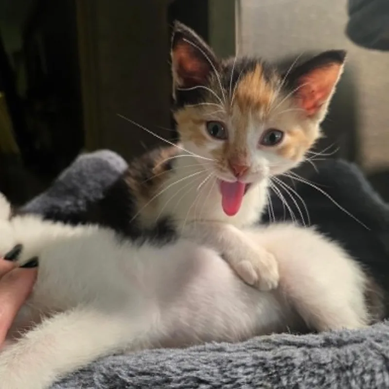 A baby small-sized female Calico Domestic Short Hair cat named Pinky for adoption in South Elgin, IL