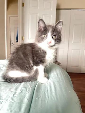 A baby small-sized male Domestic Long Hair cat named Frank for adoption in Wasilla, AK