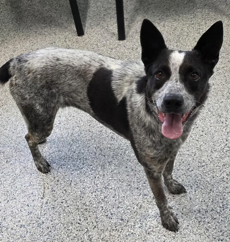 A young medium-sized female Merle (Blue) Australian Cattle Dog / Blue Heeler dog named Anna for adoption in Momence, IL