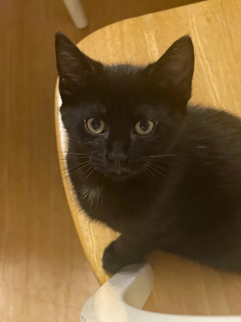 A baby medium-sized male Black Domestic Short Hair cat named Jett for adoption in Marion, NC