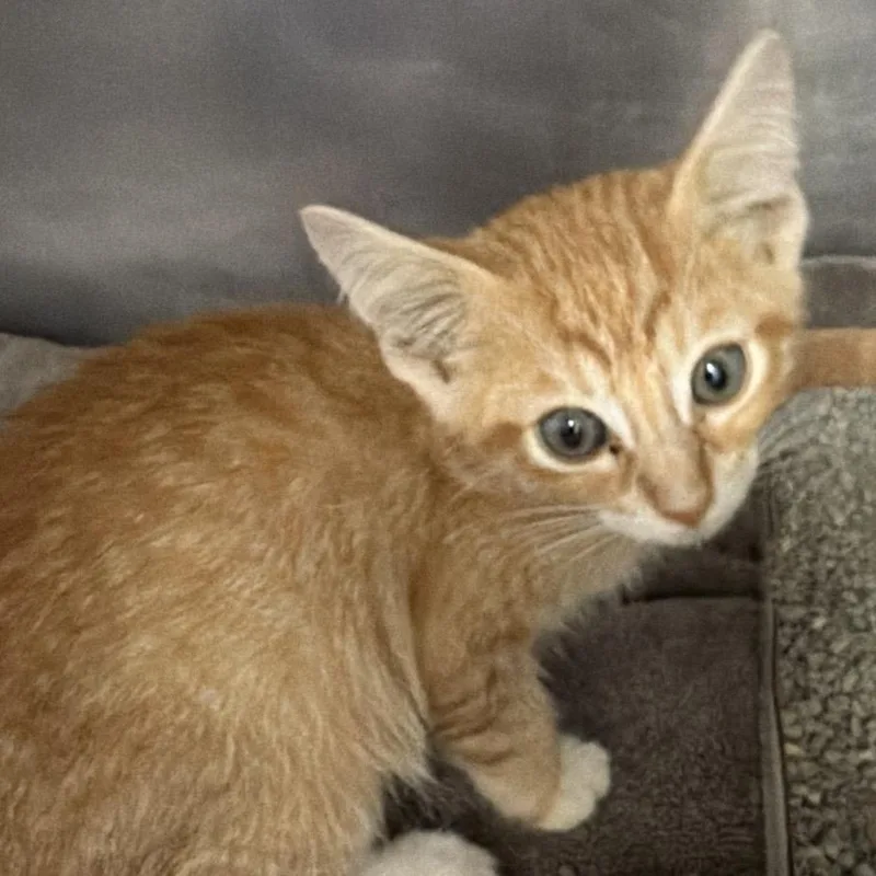 A baby small-sized male Orange / Red Domestic Short Hair cat named Sly Nirvana for adoption in Austin, TX