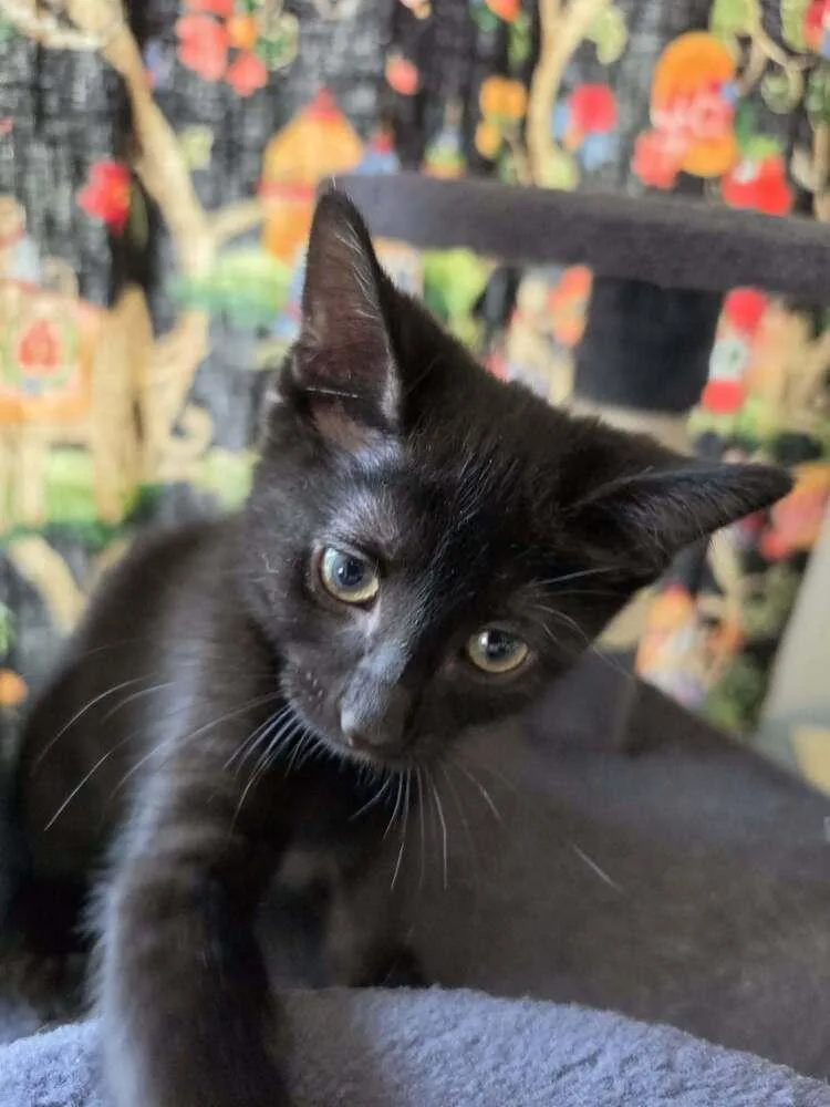 A baby small-sized female Domestic Short Hair cat named Gigi for adoption in Chicago, IL