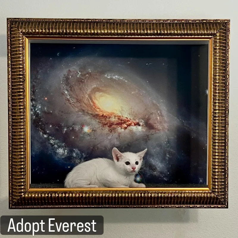 A baby small-sized male White Turkish Angora cat named Everest for adoption in Los Angeles, CA